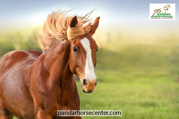 عوامل موثر بر قيمت اسب-پريدار هورس سنتر
